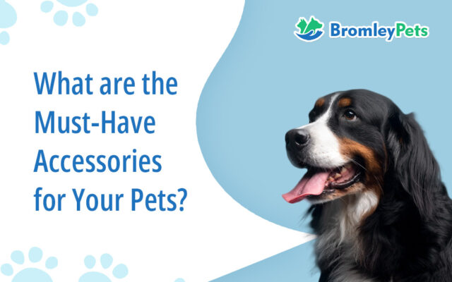 What Are the Must-Have Accessories for Your Pets